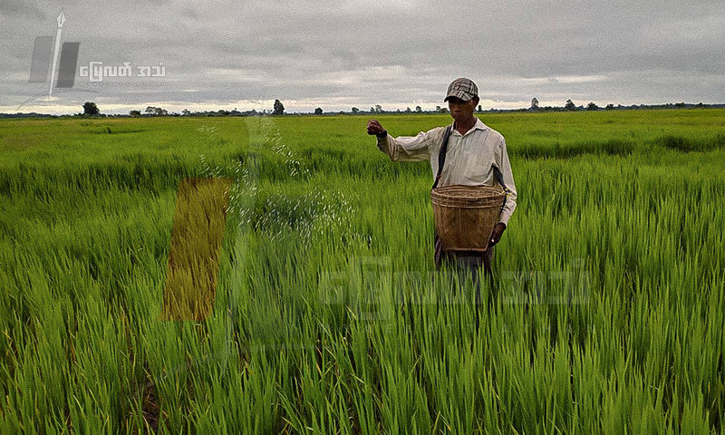 စက်သုံးဆီနဲ့ ဓါတ်မြေသြဇာဈေးအဆမတန်မြင့်တက်နေလို့ နွေစပါးစိုက်မယ့်တောင်သူတွေ စိတ်ပျက်နေ