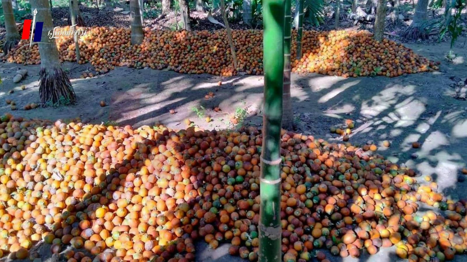 ရခိုင်မှာ သွားလာခွင့်ကန့်သတ်ထားလို့ ရာသီပေါ်ကွမ်းသီး စျေးကောင်းမရ