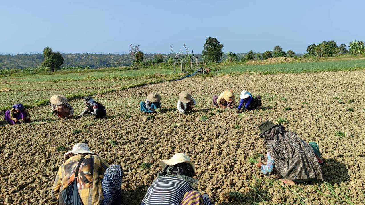 စိုက်ပျိုးစရိတ်ကြီးမြင့်လို့ ယင်းမာပင်က ကြက်သွန်စိုက်တောင်သူတွေ ဧကလျှော့စိုက်
