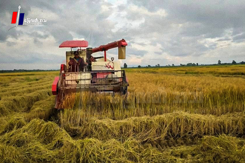 ရိတ်သိမ်းဆဲ နွေစပါးထွက်နှုန်းကျပြီးလယ်သမားတွေ တွက်ချေမကိုက်