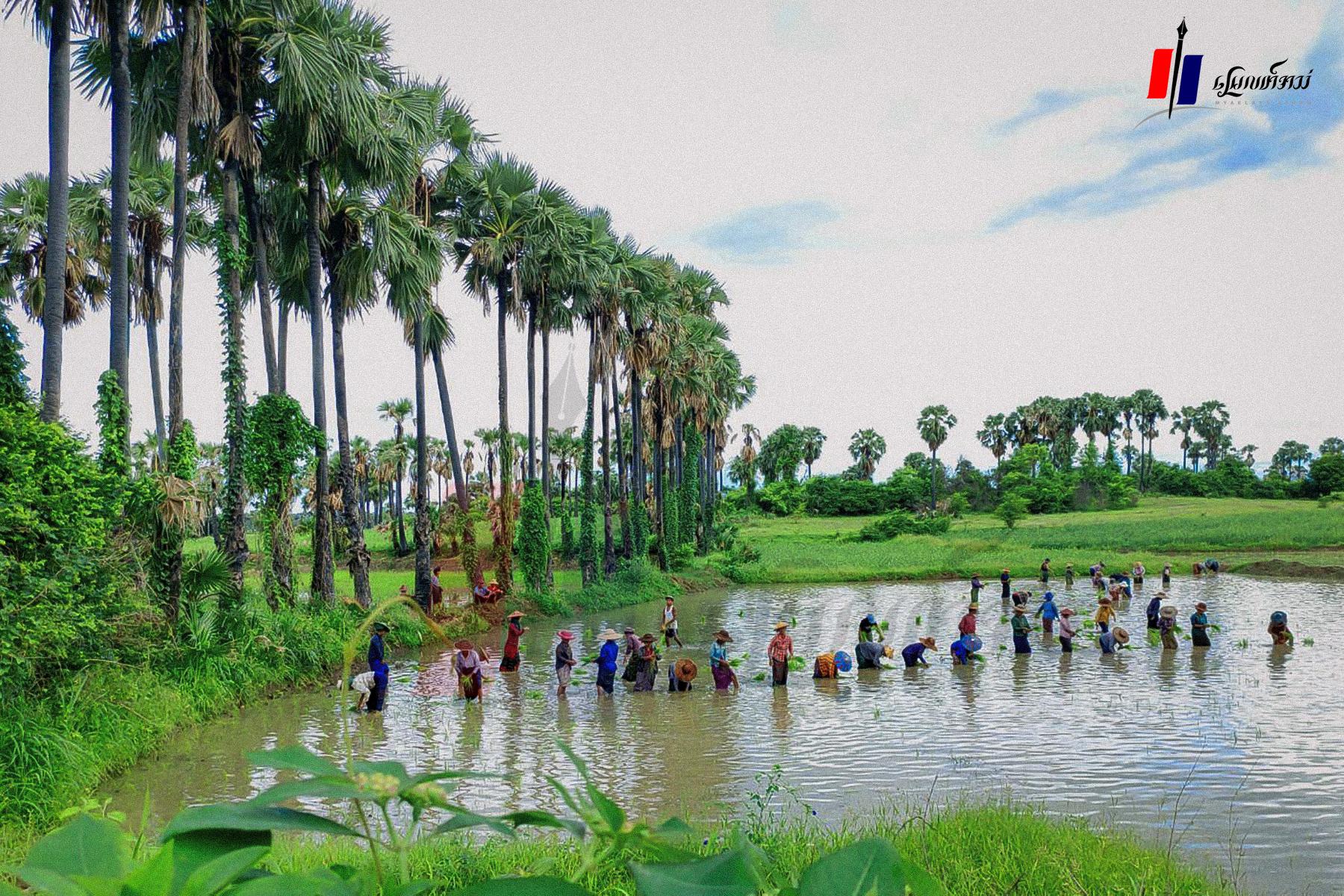 စစ်ကိုင်းမှာ စက်သုံးဆီဈေး ရုတ်တရက်မြင့်တက်လို့ ရေသွင်းစိုက်ပျိုးတဲ့တောင်သူတွေ အခက်ကြုံ