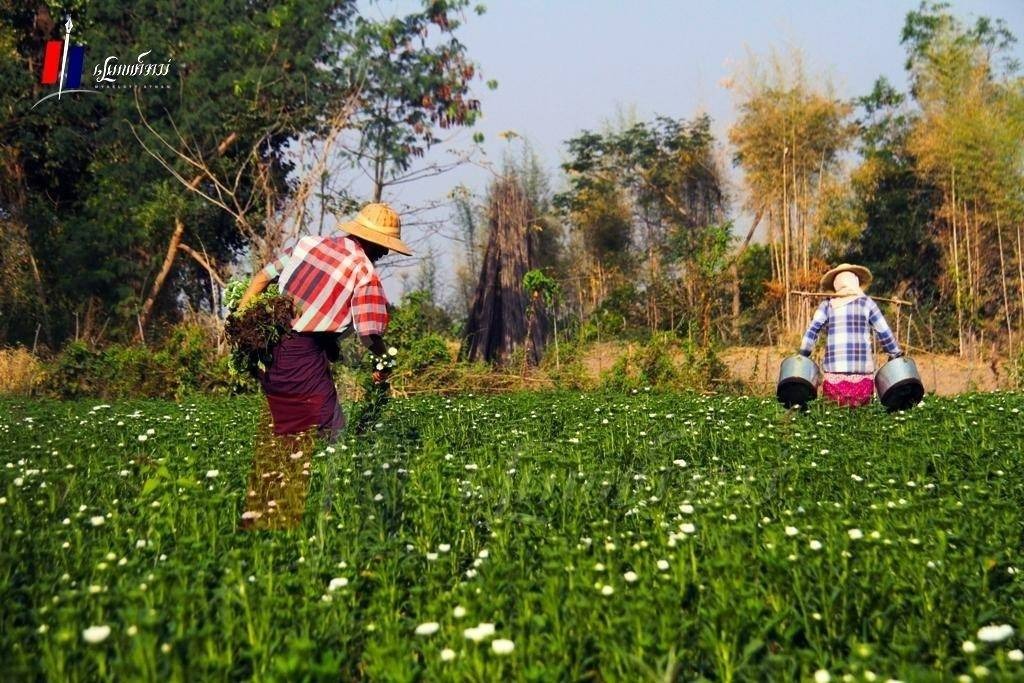လယ်ယာလုပ်သား ရှားပါးလာလို့ လုပ်သားခ တိုးမြှင့်ခေါ်ယူနေရ