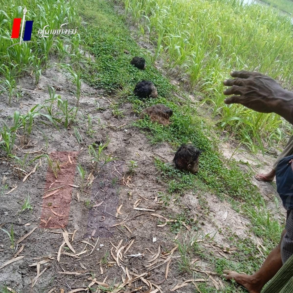 စစ်ကြောင်းဝင်သွားတဲ့ရွာကို နယ်မြေရှင်းလင်းရေးဝင်ချိန် ခေါင်းမပါတဲ့ ရဲဘော်အလောင်း ၅လောင်းတွေ့