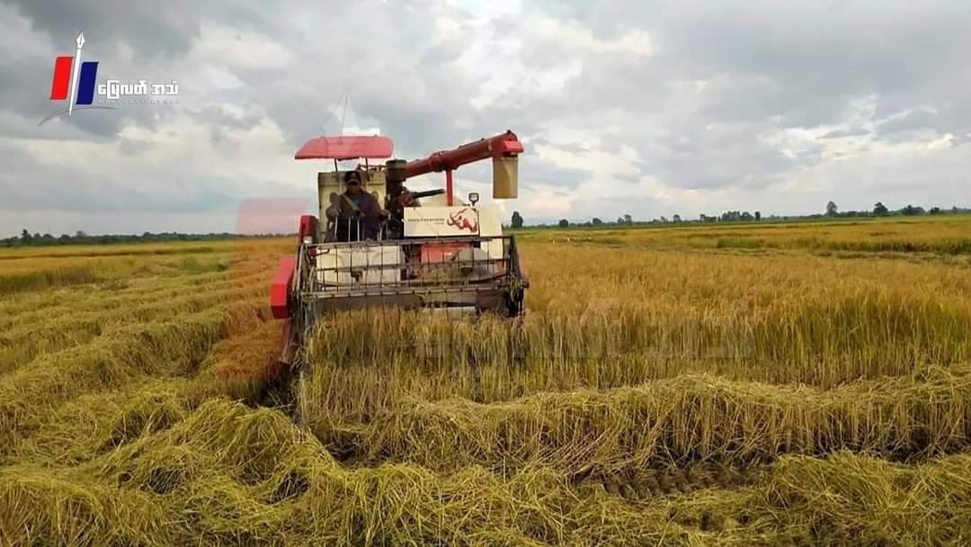 ပဲခူးတိုင်းအနောက်ခြမ်းမှာ သက်လတ်မိုးစပါး တင်းတရာကို ကျပ် ၁၆ သိန်းနဲ့ဈေးဖွင့်