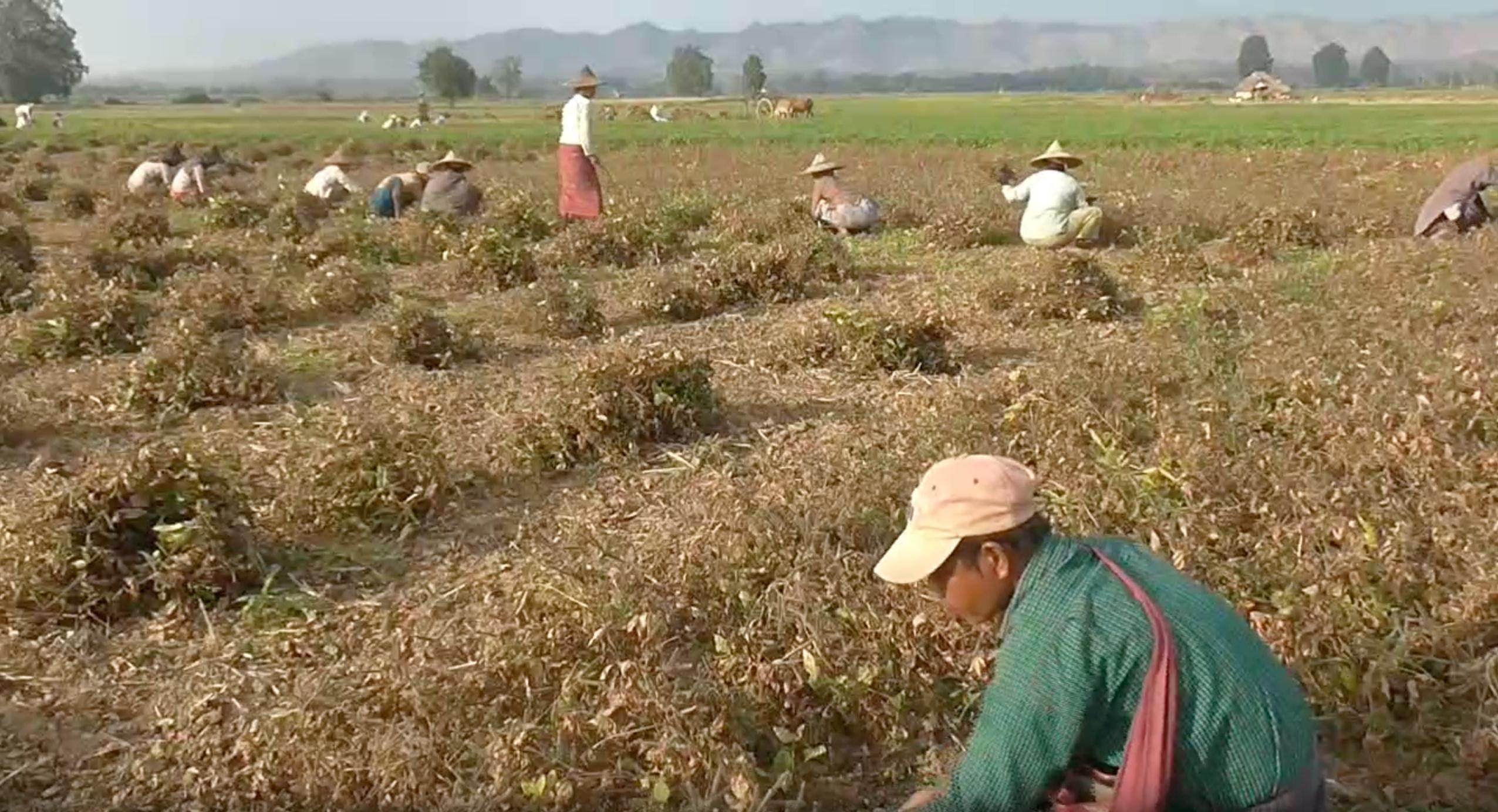 စစ်မှုမထမ်းမနေရဥပဒေကြောင့် ဝေါနယ်အတွင်း လယ်ယာလုပ်ငန်းခွင် လုပ်သားရှားပါးမှု ပြဿနာ ရင်ဆိုင်နေရ