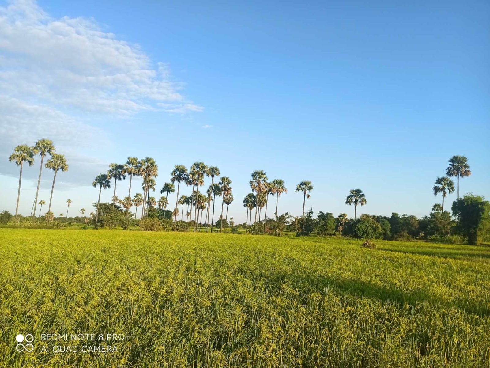 ရာသီဥတုဒဏ်ကြောင့် မြိုင်မြို့နယ်မှာ စပါးရိတ်သိမ်းချိန်နောက်ကျပြီး တောင်သူတွေ အရှုံးပေါ်နိုင်