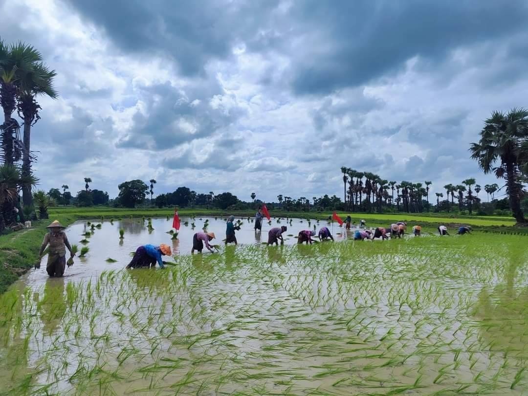 စစ်ကောင်စီတပ်တွေ အင်အားသုံးစစ်ကြောင်းထိုးနေတဲ့ ခင်ဦးနယ်က ကောက်စိုက်သပိတ် (Photo News)