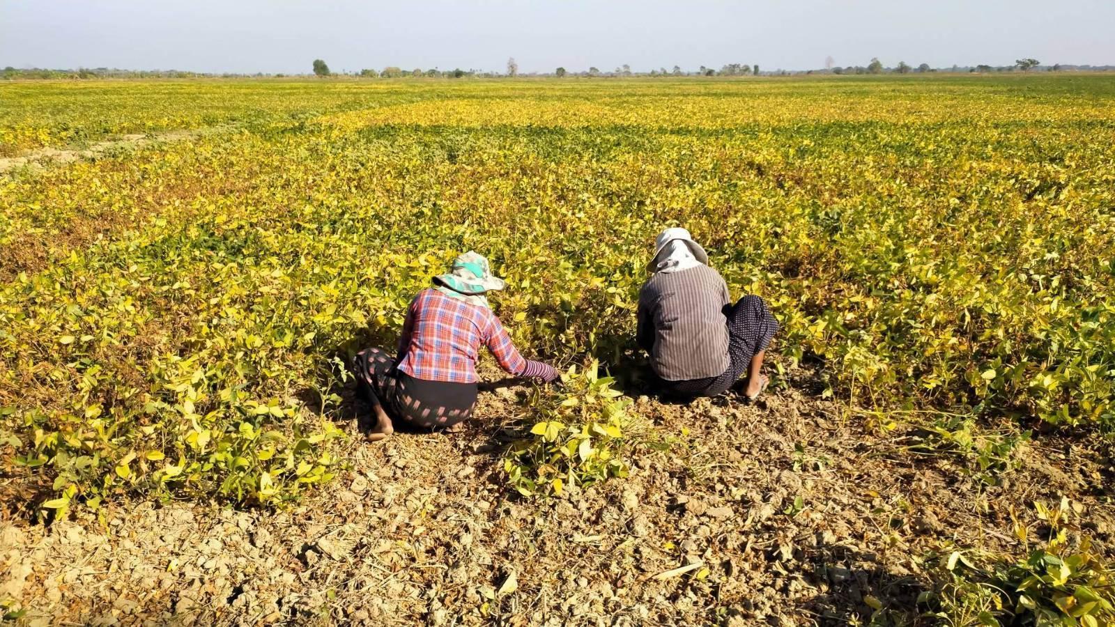 ပဲခူးတိုင်းအနောက်ခြမ်းမှာ မတ်ပဲ အထွက်နှုန်းကျဆင်း