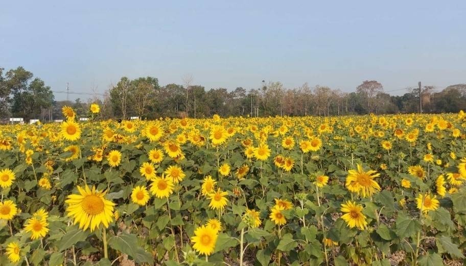 နေကြာစိုက်ပျိုးရန် စစ်တပ်က ဖိအားပေးသော်လည်း တောင်သူတွေ မစိုက်ပျိုးကြ