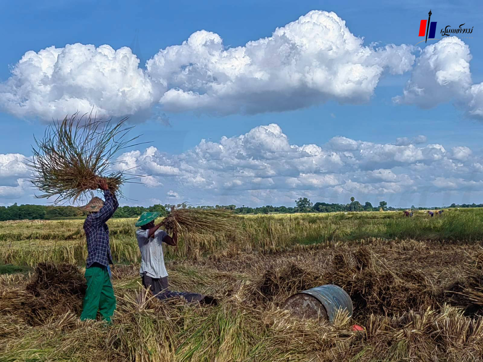 စပါးဖျက်ပိုးကြောင့် စဉ့်ကူးနယ်က တောင်သူတချို့ အရှုံးပေါ်