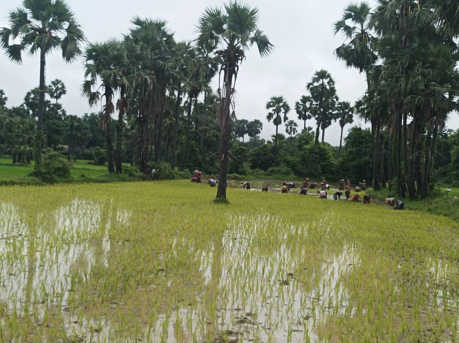 မြိုင်မှာ ဒေသခံတွေ မစိုက်ပျိုးတဲ့လယ်မြေမှာ PDF က ရိက္ခာအတွက် စပါးစိုက်ပျိုး