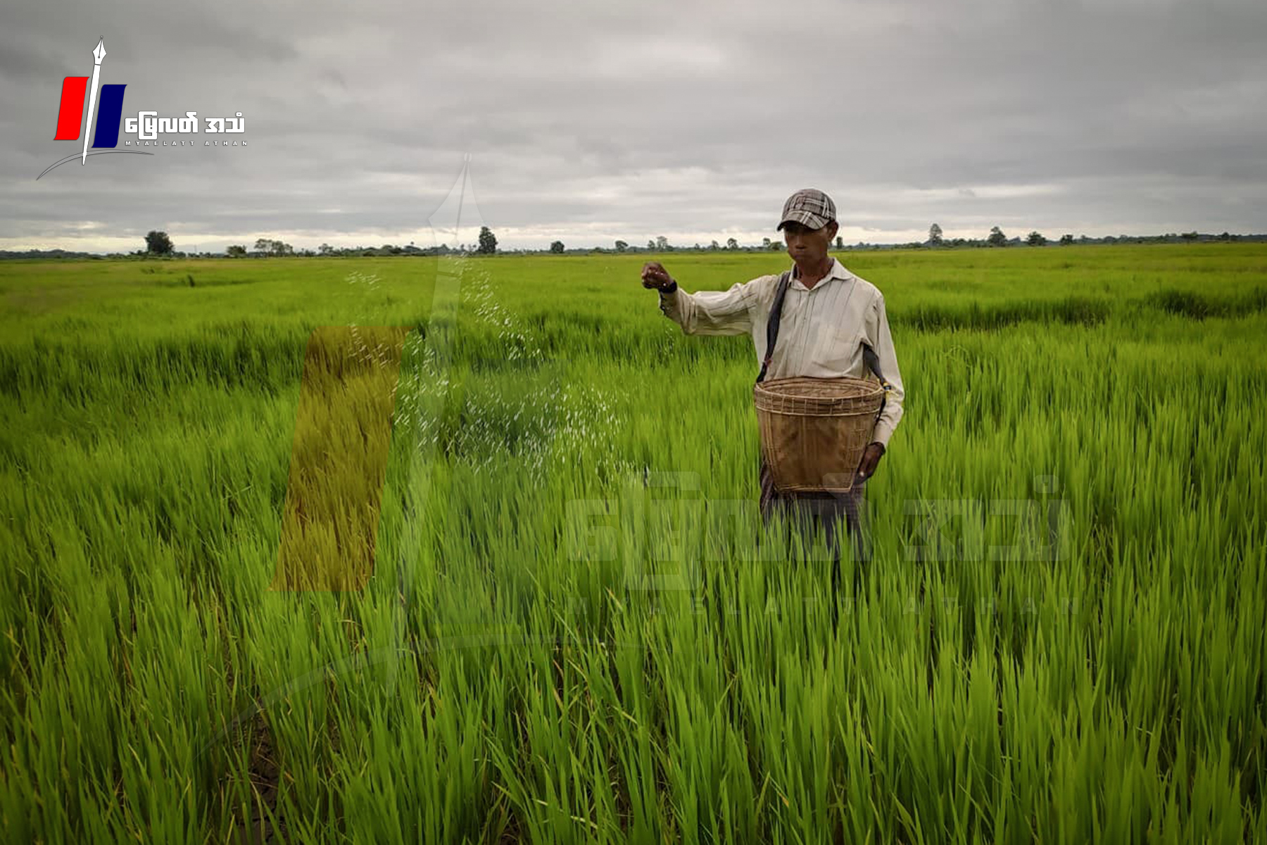 မြေသြဇာစျေးတက်ပြီး လုံလောက်အောင်မသုံးနိုင်လို့ နွေစပါးထွက်နှုန်း ကျဆင်းနိုင်