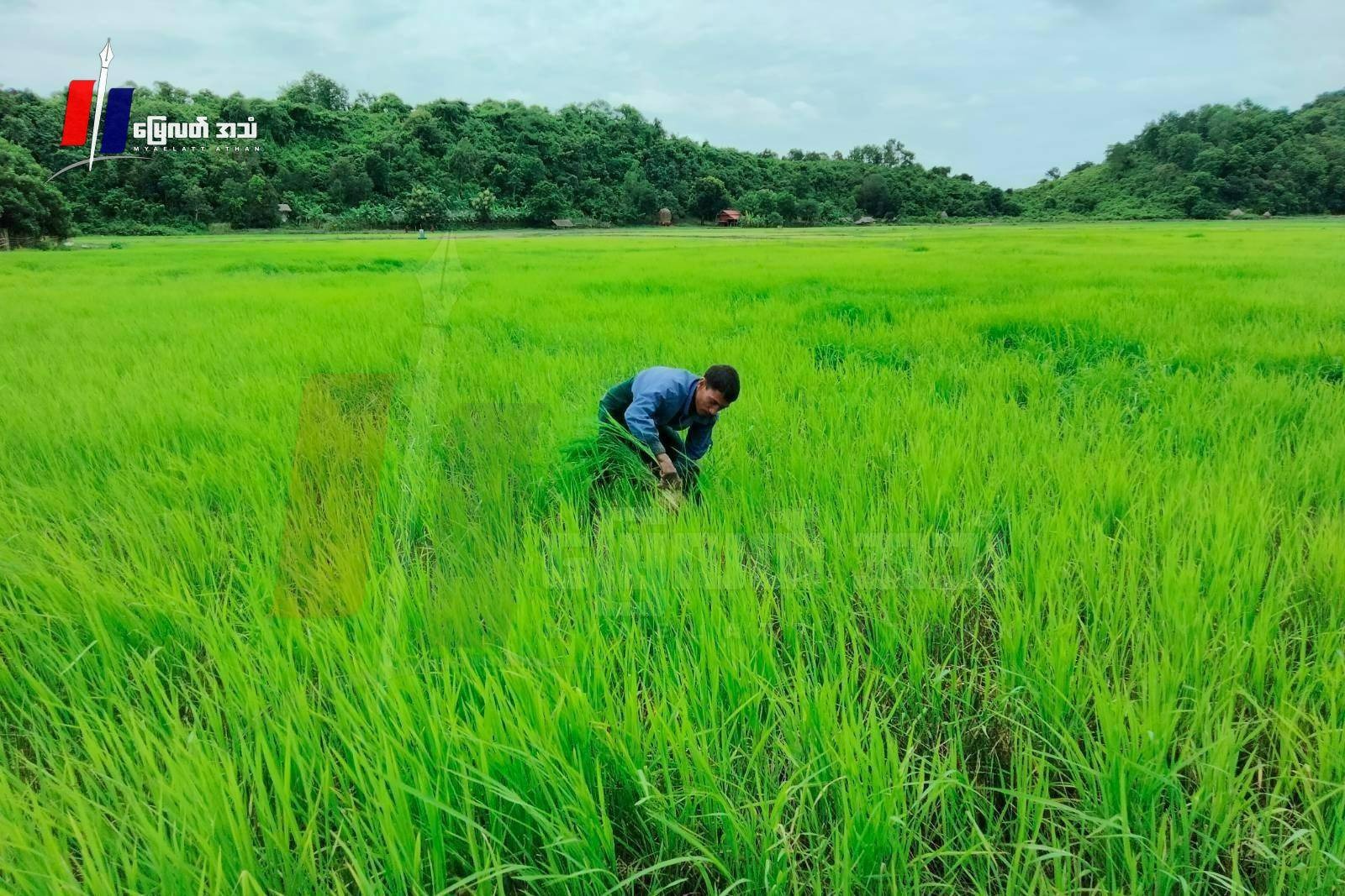 ရခိုင်တွင် စိုက်ပျိုးရေးခက်ခဲမှုကြောင့်  နိုင်ငံခြားသို့ ငွေအဆမတန်ပေး တရားမဝင်ထွက်သူများ