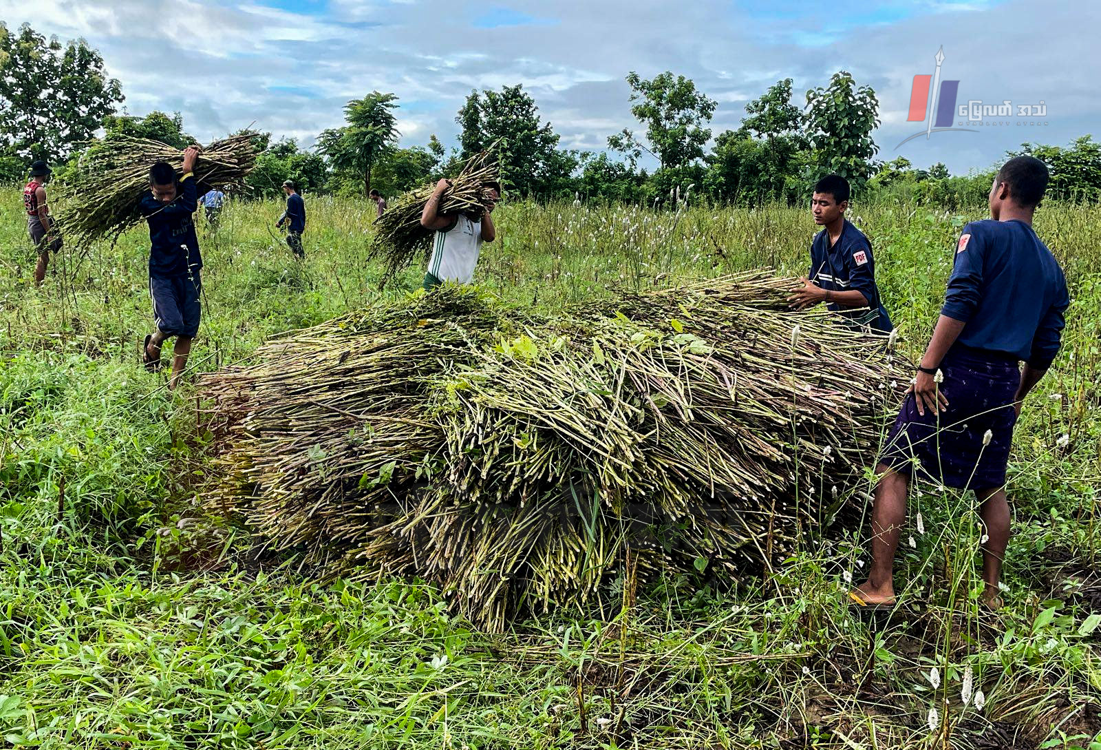 နှမ်းအငှားရိတ်ဖို့ ပိုက်ဆံမတတ်နိုင်တဲ့ တောင်သူတွေကို PDF များက ကူရိတ်ပေးခဲ့