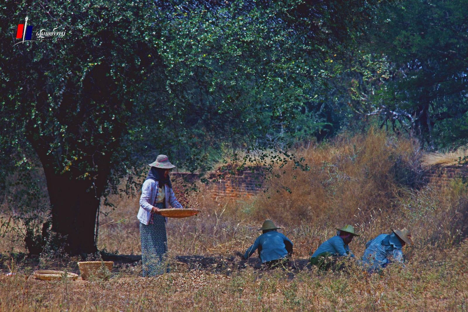 တရုတ်ဈေးနှိမ်လို့ မြေလတ်ဒေသဇီးသီးဈေးအေးနေ