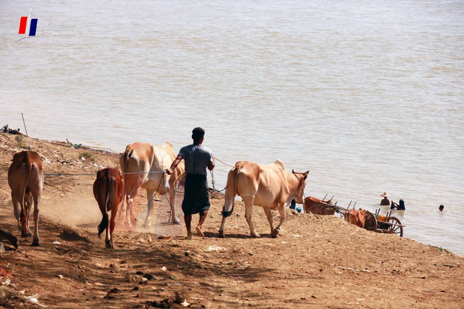 ကံမမြို့နယ်မှာ ပေါင်ပုတ်လက်ပုတ်၊ သွေးအန်ရောဂါတွေနဲ့ နွားအကောင် ၄၀၀ ခန့် သေဆုံးခဲ့