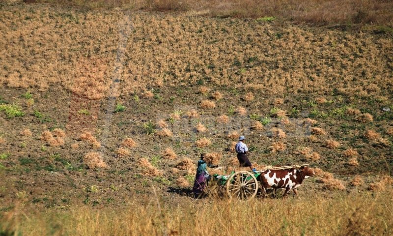 ကံမနယ်တွင် ကုလားပဲခင်းများအတွင်း ကြွက်အများအပြားကျရောက်
