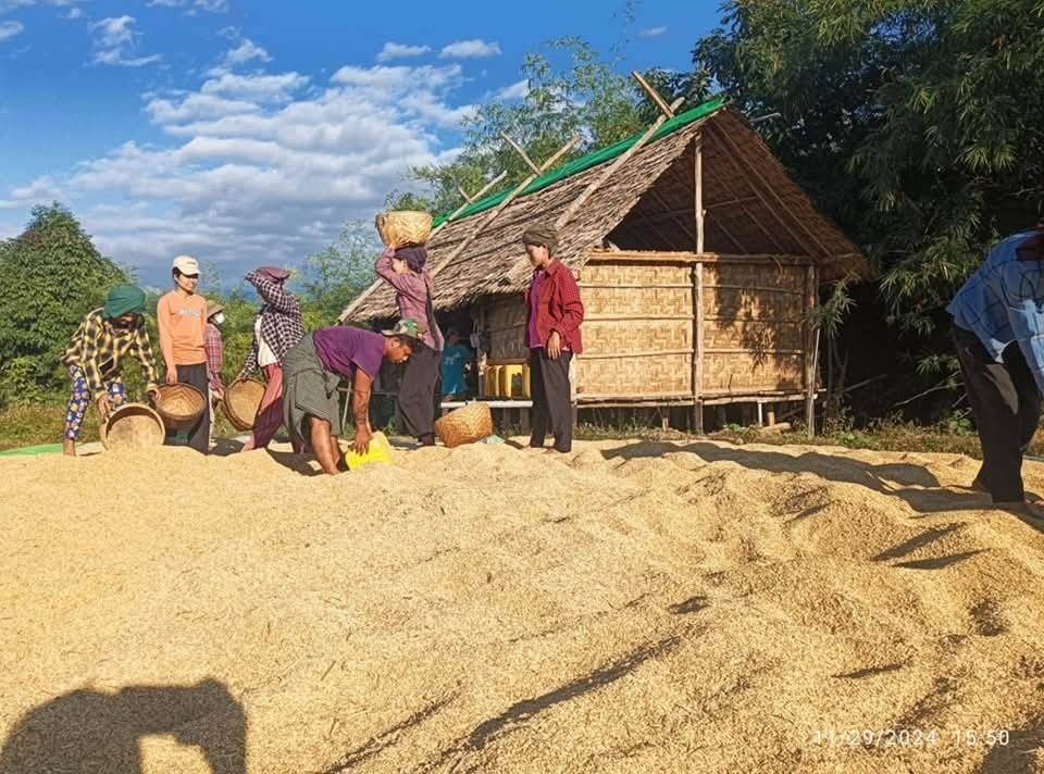 စပါးစိုက်ပျိုးပြီး တပ်ရင်းမိသားစုတွေကို PDF က ရိက္ခာထောက်ပံ့